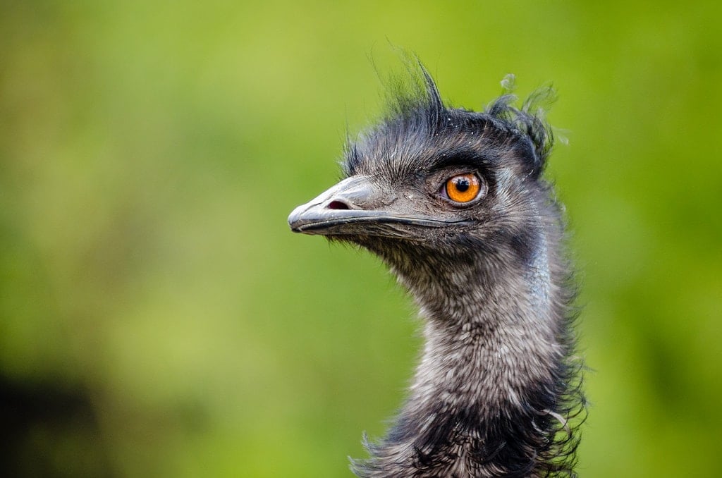 Does Emu Oil Have Health Benefits? 21 Scientific Studies Reviewed