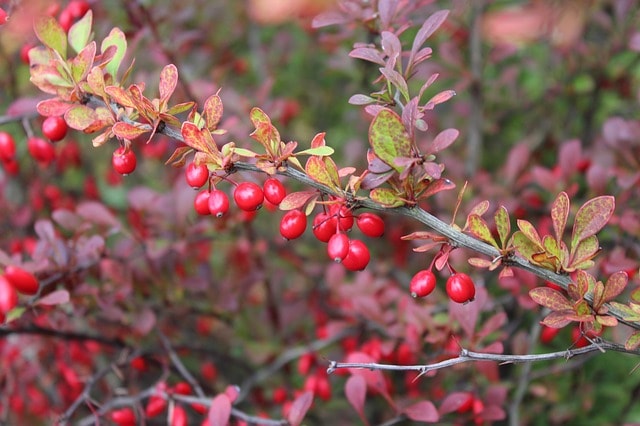 Research Does Not Support the Health Claims of Barberry or Its Extract