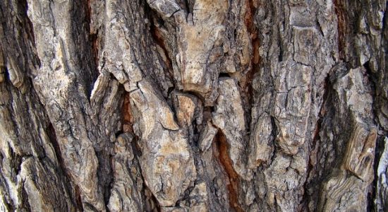 pine bark extract||||||