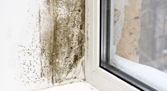 Mold that badly needs an air purifier