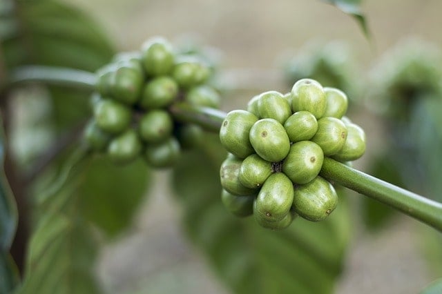 Research Shows Green Coffee Beans Do Have Some Proven Benefits