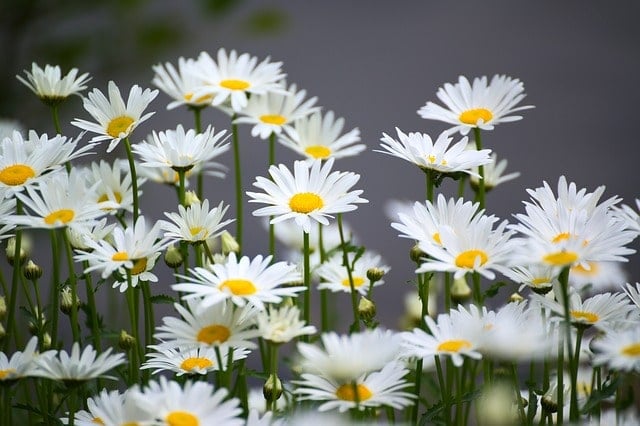 Does Chamomile Have Health Benefits? 29 Studies Reviewed