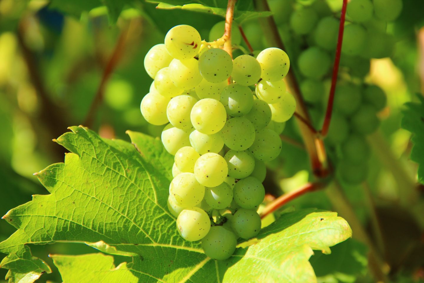 Is Eating Grapes Good For You? 32 Studies Reviewed
